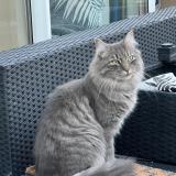 Picture of cat lost at St Denis De La Reunion