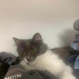 Picture of cat lost at La Ville Aux Clercs