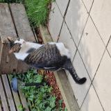 Picture of cat lost at Sint Pieters Leeuw