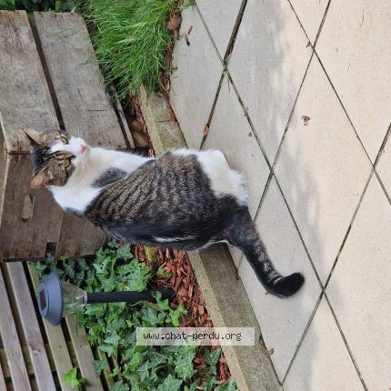 Photo 1/1 Twix Chat lost in Sint pieters leeuw