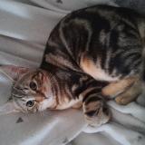 Picture of cat lost at Arnouville