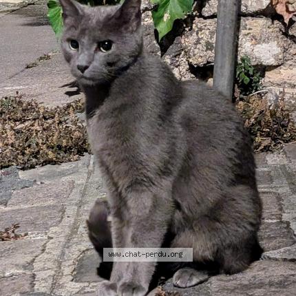 Photo 1/1 Reunited cat Found in Vanves