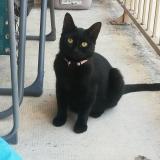 Picture of cat lost at Metz