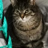 Picture of cat lost at St Nazaire