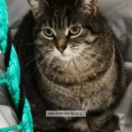 Photo 1/1 Sissi Chat lost in St nazaire