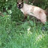 Picture of cat lost at Auray