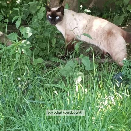 Photo 1/1 Chloé Chat lost in Auray