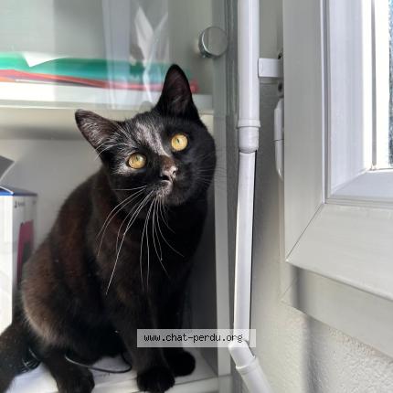 Photo 1/1 Kaido Chat lost in Viry