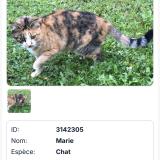 Picture of cat lost at Chateau Chervix