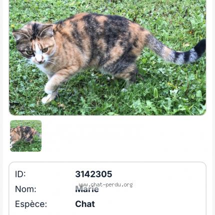 Photo 1/1 Marie Chat lost in Chateau chervix