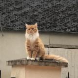 Picture of cat lost at Le Bardon