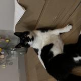 Picture of cat lost at Wattrelos