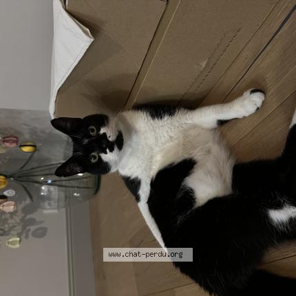 Photo 1/1 Obi Chat lost in Wattrelos