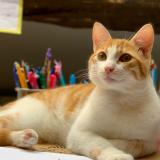 Picture of cat lost at Mezieres Sur Seine