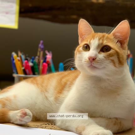 Photo 1/1 Trésor Chat lost in Mezieres sur seine