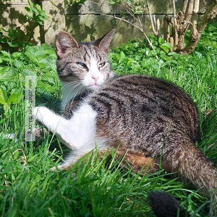 Foto 1/2 Kat teruggevonden Vermist in Sint Pieters Leeuw