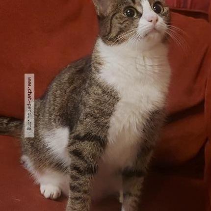 Foto 2/2 Kat teruggevonden Vermist in Sint Pieters Leeuw