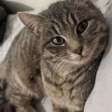 Picture of cat lost at Macon