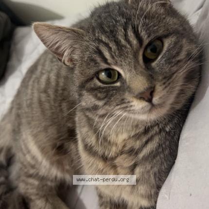 Photo 1/1 Şeker Chat lost in Macon