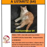 Picture of cat lost at Ustaritz