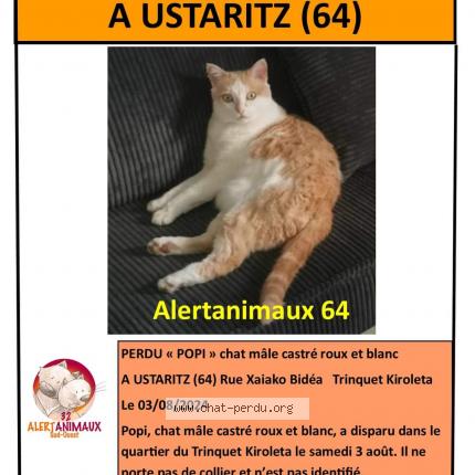 Photo 1/1 Popi Chat lost in Ustaritz