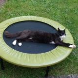 Picture of cat lost at Orvault