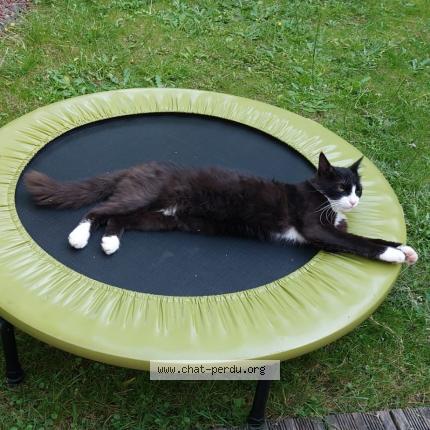 Photo 1/1 Mimi Chat lost in Orvault