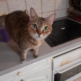 Picture of cat lost at Carcassonne