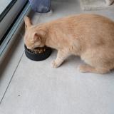 Picture of cat lost at Fouesnant