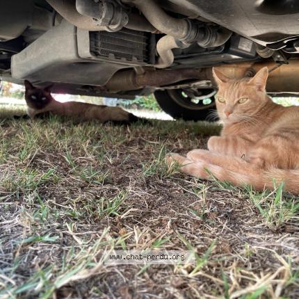 Photo 2/3 Simba Chat lost in Fouesnant