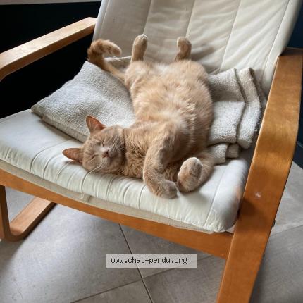 Photo 3/3 Simba Chat lost in Fouesnant