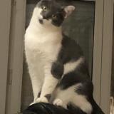 Picture of cat lost at Alleur