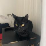 Picture of cat lost at Saint Jacques De Thouars