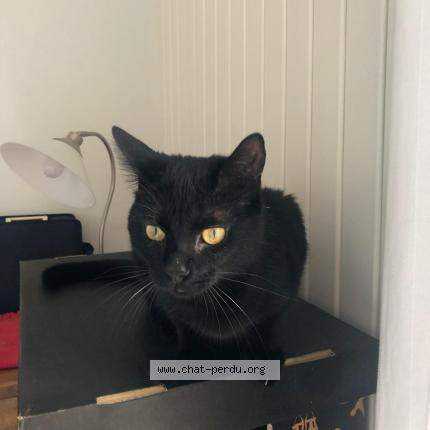 Photo 1/1 Cat reunited Lost in Saint jacques de thouars