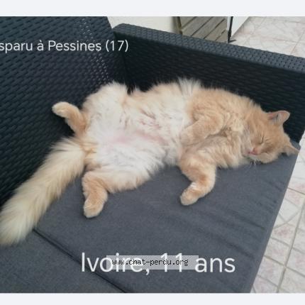 Photo 1/1 Ivoire Chat lost in Pessines