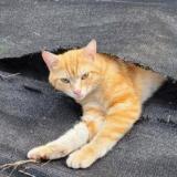 Picture of cat lost at Epinay Sur Seine