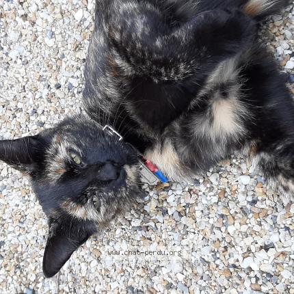 Photo 1/1 Caille Chat lost in Saint gervais