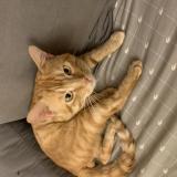 Picture of cat lost at Valence