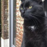 Picture of cat lost at Aire Sur La Lys