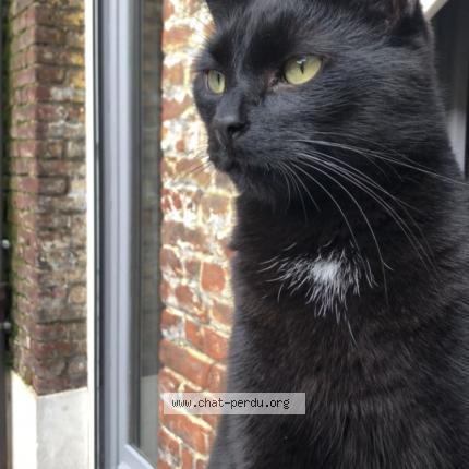 Photo 1/1 Floki Chat lost in Aire sur la lys