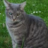 Picture of cat lost at Ruesnes