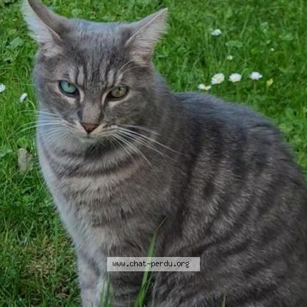 Photo 1/1 Oslo Chat lost in Ruesnes