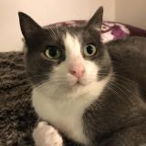 Picture of cat lost at Toulouse