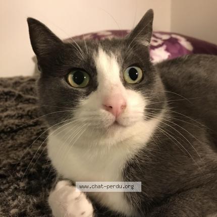 Photo 1/1 Choupette Chat lost in Toulouse