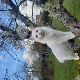 Picture of cat lost at Saint Avertin