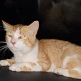 Picture of cat lost at Pugaut