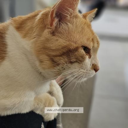 Photo 2/3 Frimousse Chat lost in Pugaut