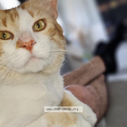 Photo 3/3 Frimousse Chat lost in Pugaut