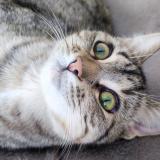 Picture of cat lost at Visseiche