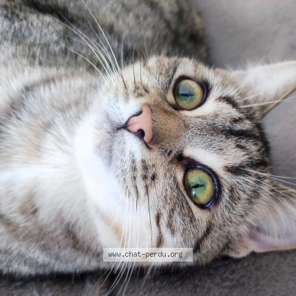 Photo 1/1 Zoé Chat lost in Visseiche